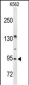 FAM5C Antibody (N-term)